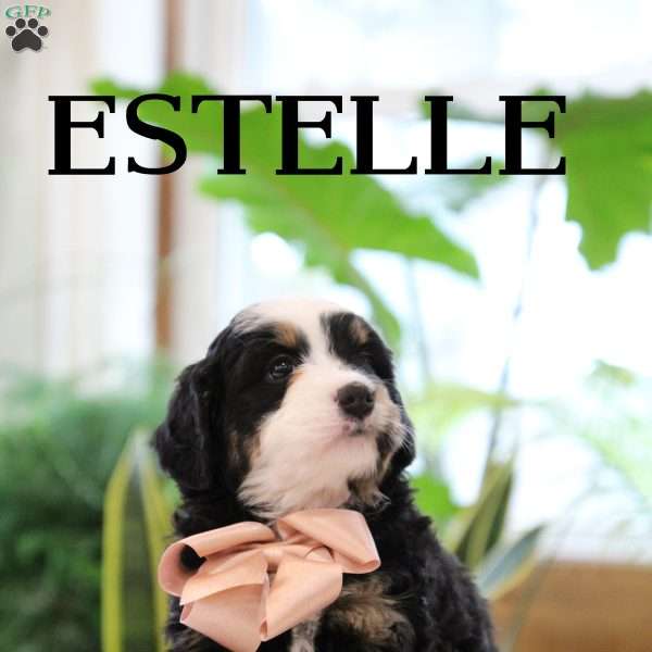 Estelle, Mini Bernedoodle Puppy